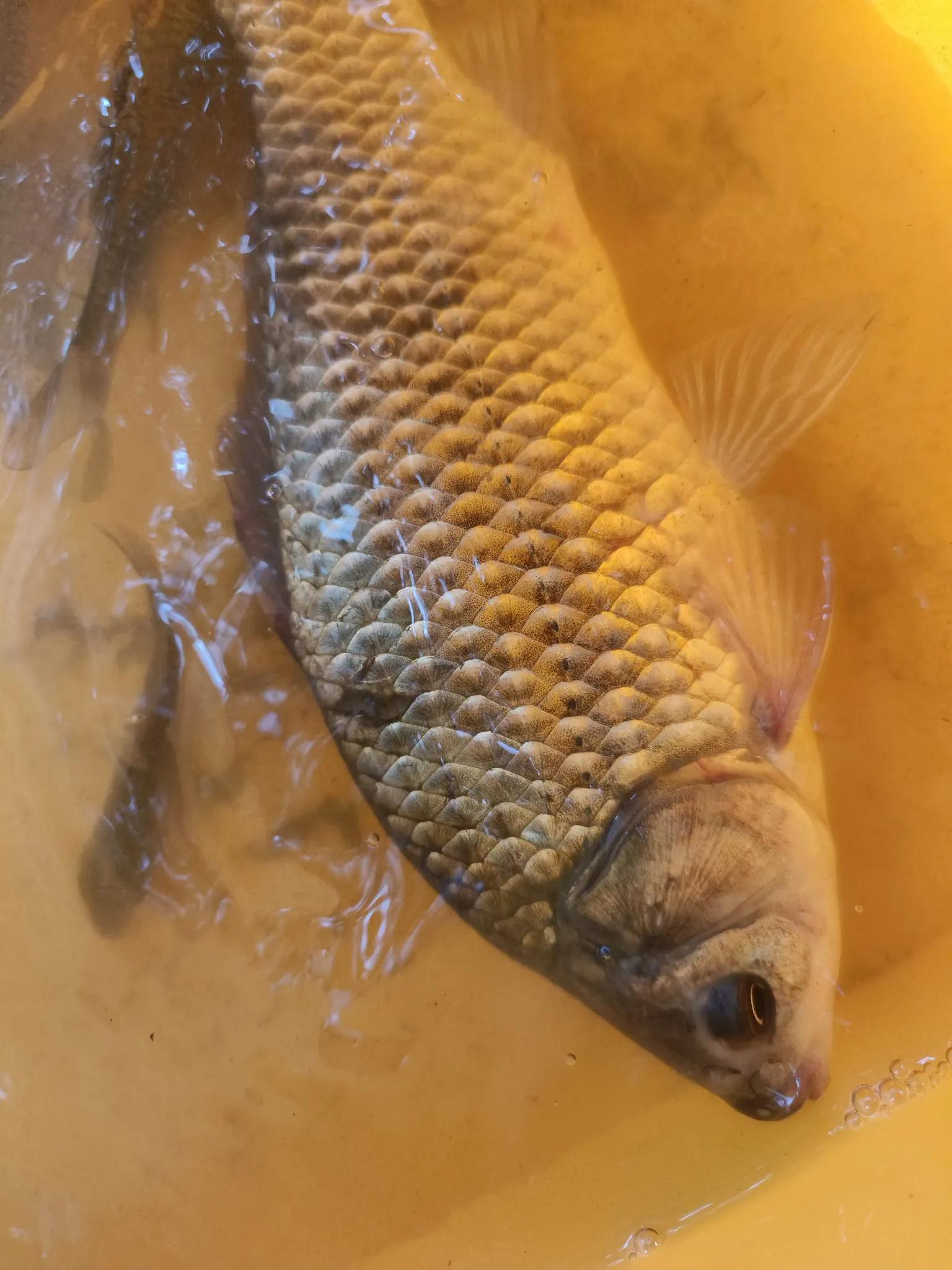 多人觉得艳, 关键, cn 多人觉得艳, 关键, cn