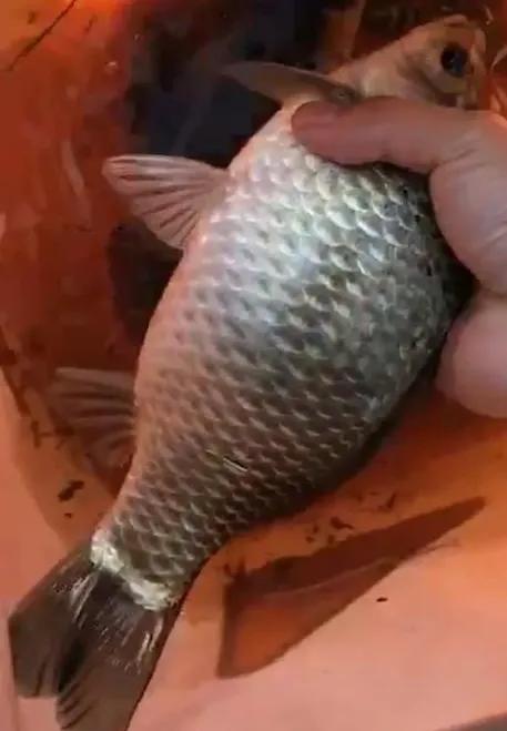 Xi, 这个定律是 Xi, 这个定律是