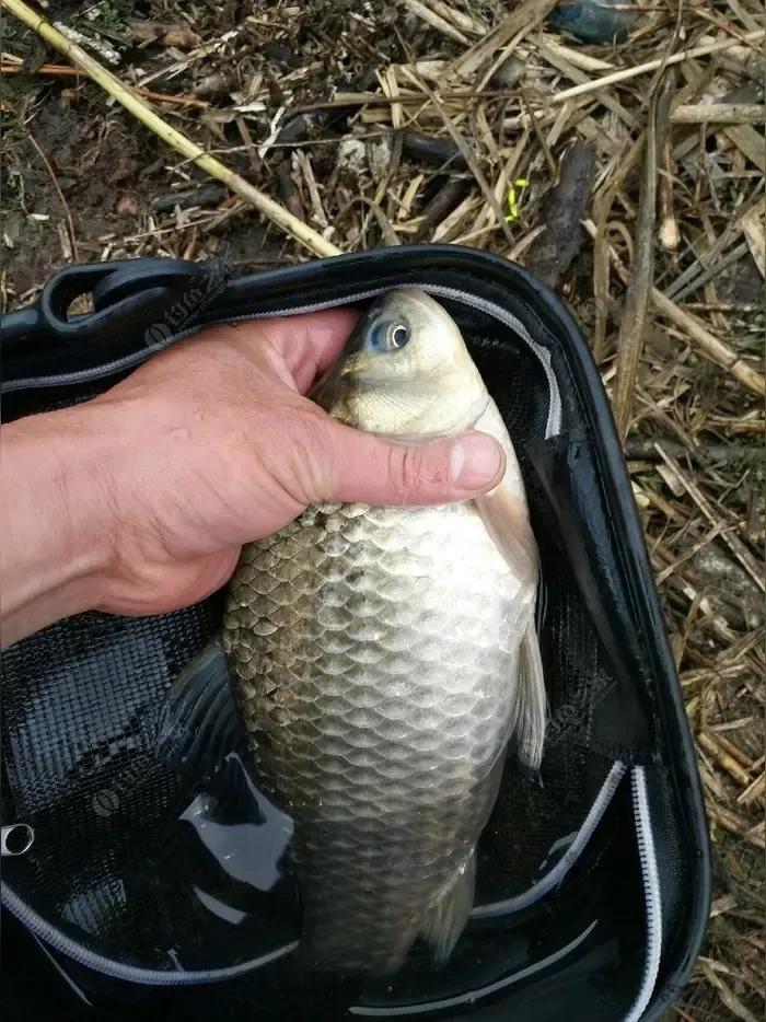 比如说乱石, 呆在水底一 比如说乱石, 呆在水底一