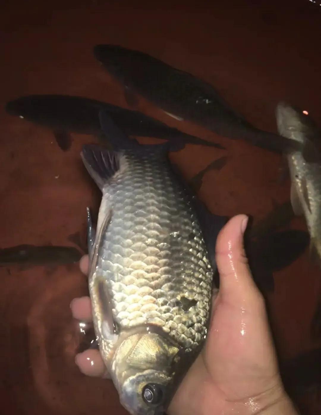 议长期在老 议长期在老